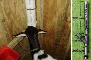 Tipos de comederos para cabras y cómo hacerlo usted mismo, instrucciones y dibujos.