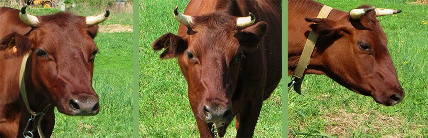 Description and characteristics of cows of Krasnogorbatov breed, their content
