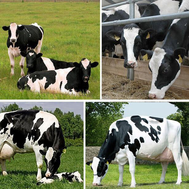 History and description of the Dutch breed of cows, their characteristics and content