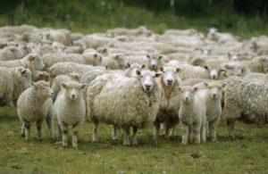 Ledende lande inden for fåreopdræt, og hvor denne industri er udviklet, hvor der er flere husdyr