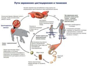 Kde je pôvodca cysticerkózy u hovädzieho dobytka lokalizovaný, príznaky a liečba