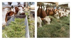 نوعان من تغذية الماشية ، ما هو الغذاء المطلوب وكيفية اختيار العجول