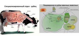 Causes i símptomes de l’atonia pancreàtica en el bestiar, mètodes de tractament i prevenció