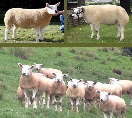 • cừu con lớn nhanh, nhưng sau 3 tháng chúng sụt cân nhiều.