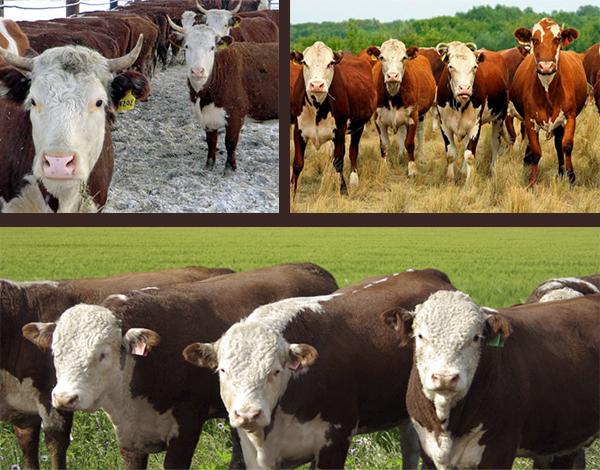 Descriptions and characteristics of the top 12 beef breeds of cows, where they are bred and how to choose