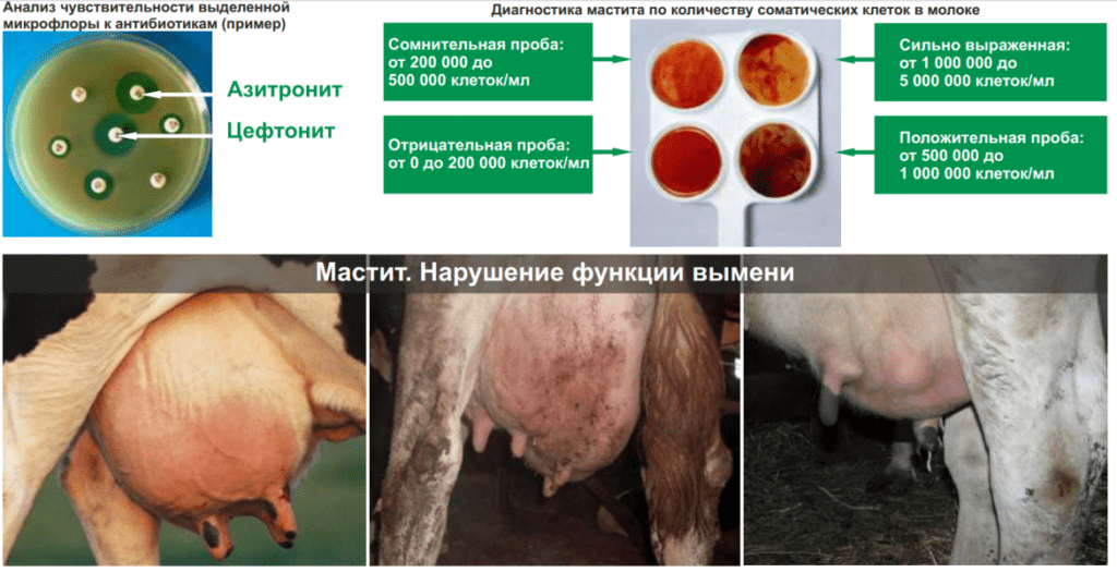 Määritelmä lehmien subkliininen mastiitti ja hoito kotona