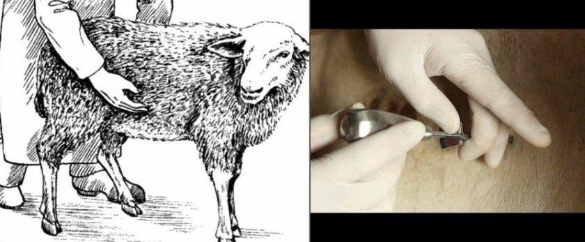 mastitis bij schapen