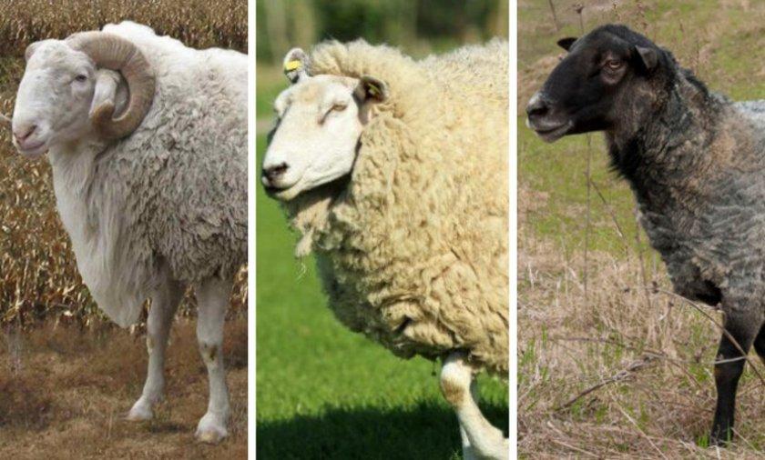 chov hovězí ovce