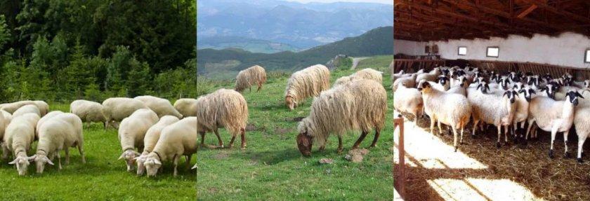 cría de ovejas de carne