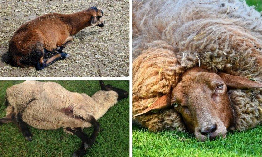 enterotoxémie ovcí
