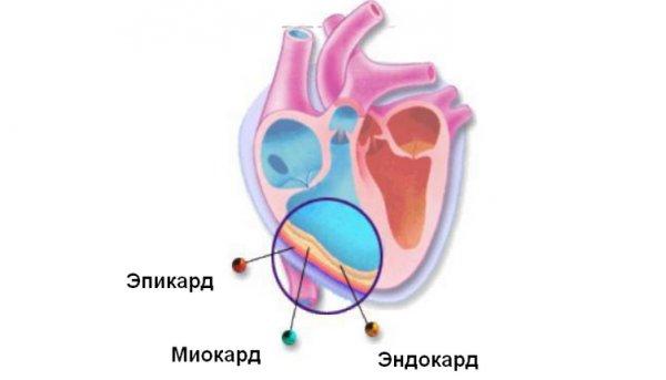 Endocardium van het hart