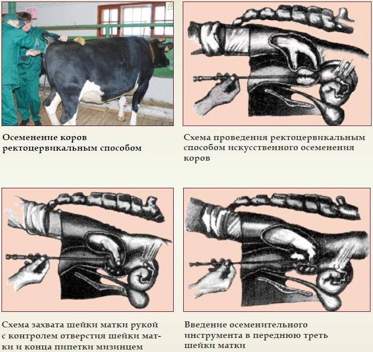Description de la méthode visocervicale d'insémination des vaches, instruments et schéma