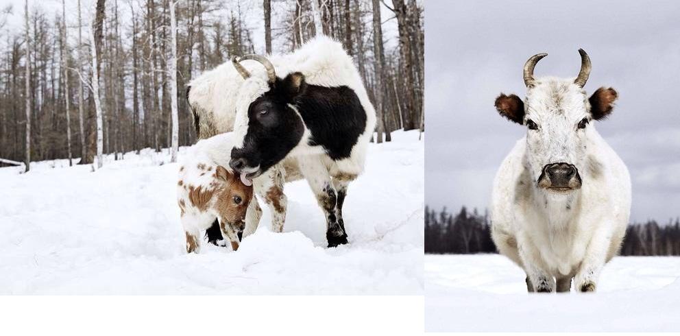 Yakut αγελάδα