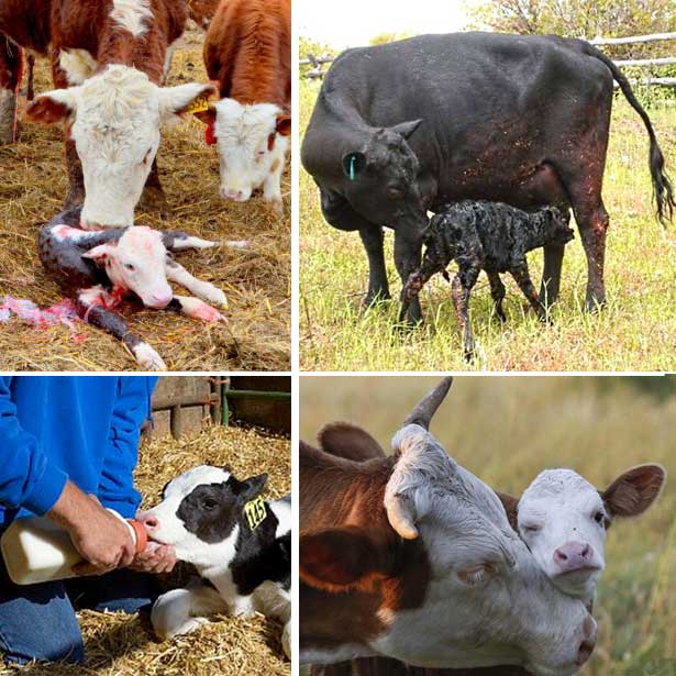 miten lehmät synnyttävät