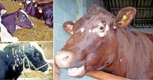 Ringormsymtom och salva för att behandla en kalv hemma