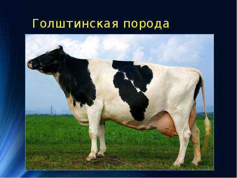Holstein Friesian ras av kor