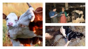 Signos de comerse la placenta de una vaca después del parto, tratamiento y consecuencias