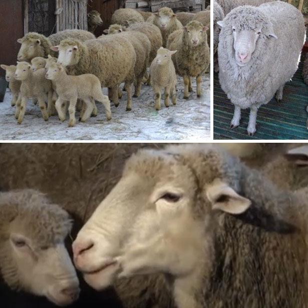 Kuibyshevské plemeno oviec