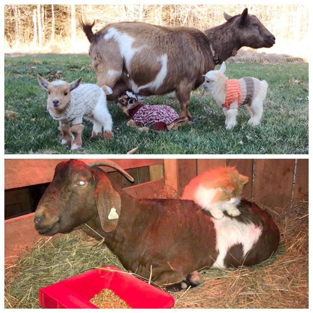 كيفية إطعام الماعز بعد الحمل