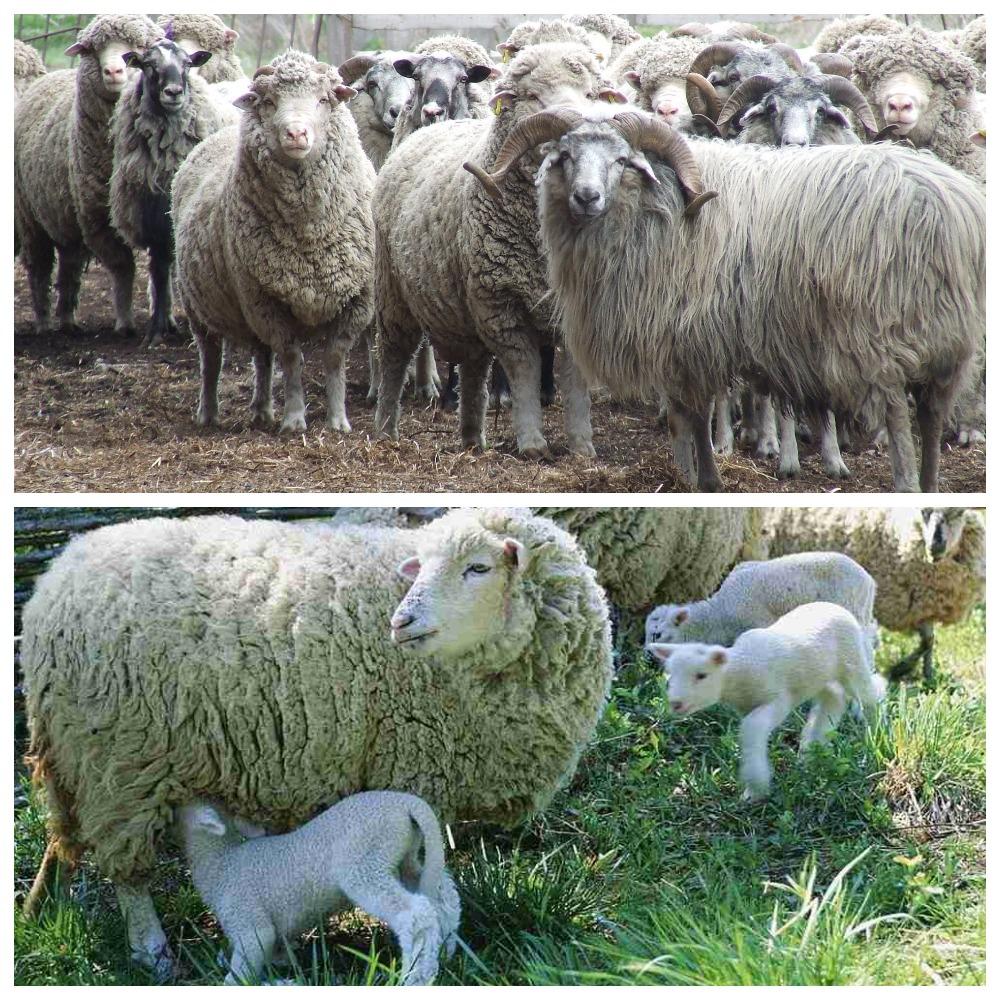 Descripció i característiques de les ovelles prekos, condicions de manteniment i cura