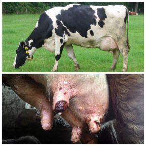 Symptomen en behandeling van uierwratten bij een koe, preventie