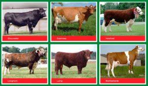 Caratteristiche e nomi delle migliori razze di tori da carne, come scegliere per l'ingrasso