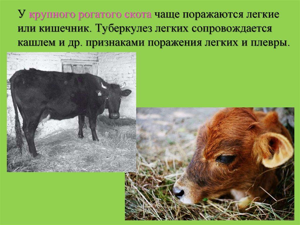 bovine tuberculosis