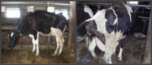 Ile dni normalnie krowa ma krwawą wydzielinę po wycieleniu i anomaliach