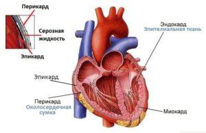โครงสร้างของหัวใจวัวและวิธีการทำงานโรคที่เป็นไปได้และอาการของโรค
