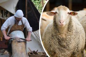 Najlepšie 4 spôsoby, ako si vyrobiť ovčiu kožu doma a pokyny