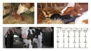 What to do if a cow calves, but there is no milk and what means to treat