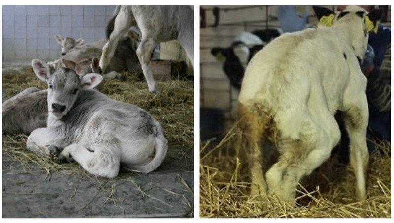 viraler Durchfall bei Rindern