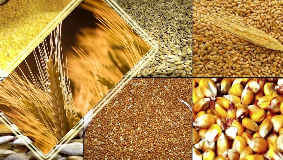 wheat, barley, oats;