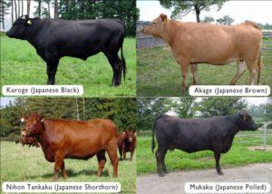 Nejlepší plemena mramorovaných krav a složitost pěstování, výhody a nevýhody masa