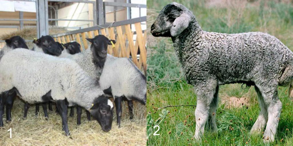 Typen classificatie van schapenrassen, volgens welke criteria zijn onderverdeeld en beschrijving