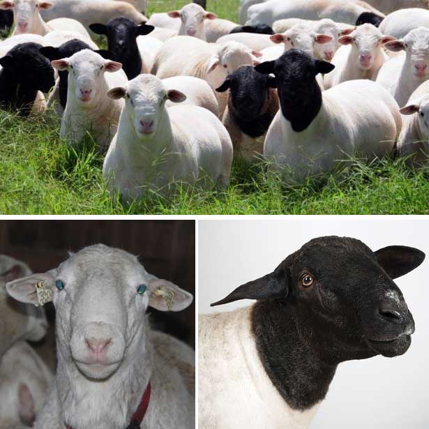 verschillende schapen
