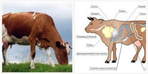 Causes et symptômes de l'obstruction de l'œsophage chez les bovins, comment traiter