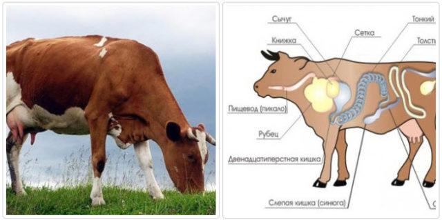 Cosa fare se un vitello ha mangiato uno straccio e come iniziare uno stomaco sigillato