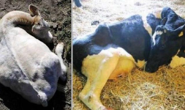 una vaca tiene una secreción sanguinolenta después del parto
