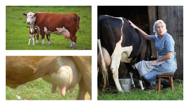 16 common cow udder diseases and their treatment