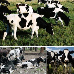 Signos de la raza y características de las vacas Kholmogory, pros y contras.