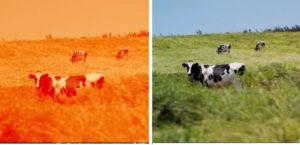 Czy krowy i byki rozróżniają kolory i układ oczu, czy są daltonistami