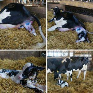 Hoe u zich kunt voorbereiden op de geboorte van een koe en een kalf kunt adopteren, mogelijke complicaties