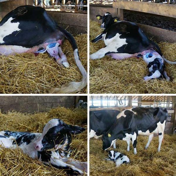 come partoriscono le mucche