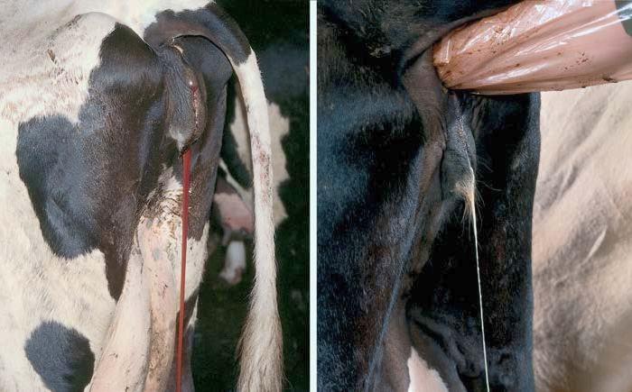 một con bò bị chảy máu sau khi đẻ