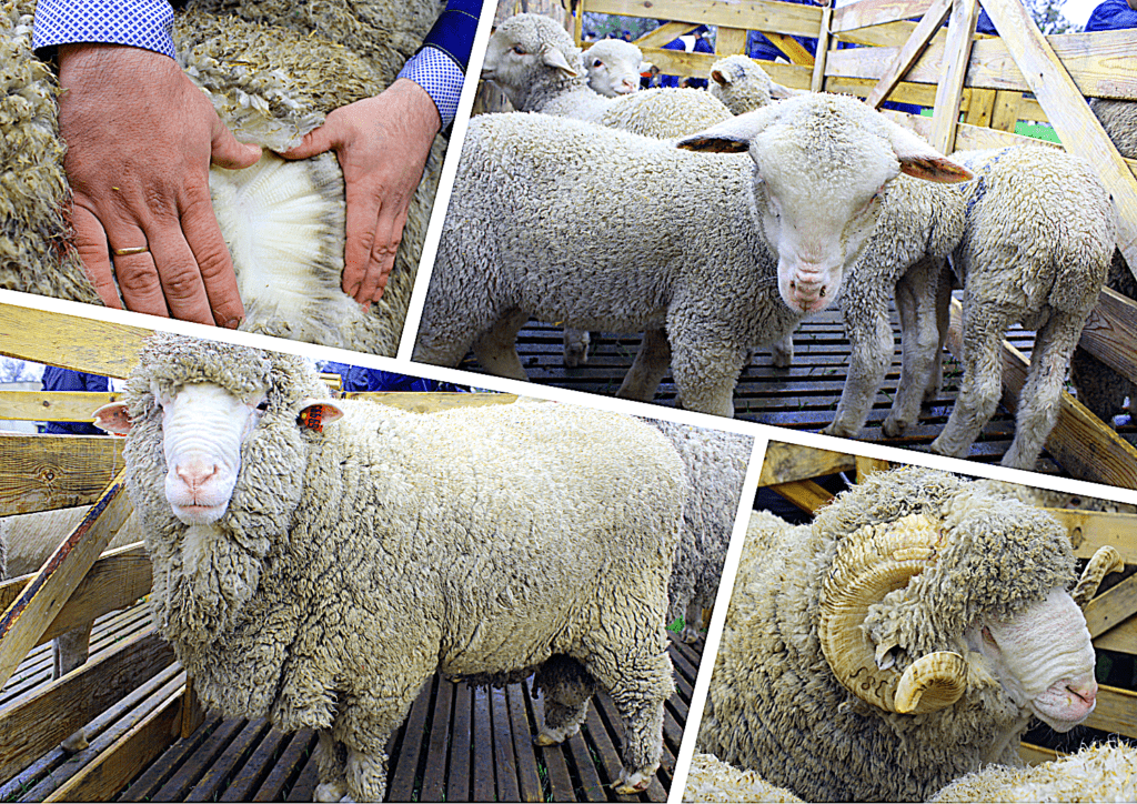 veel schapen
