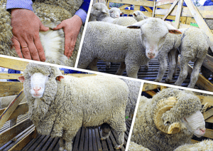 Skäl för utvecklingen av fåravel i Australien och de bästa raserna, djurens storlek