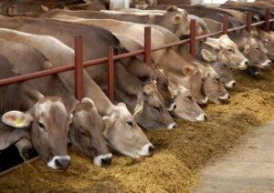 ¿En qué región de Rusia se desarrolla la producción de carne y lácteos y las 10 principales razas?