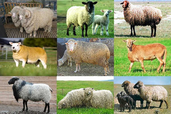 cría de ovejas de carne