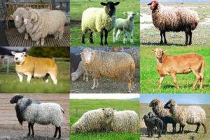 Nazivi i karakteristike najboljih i velikih mesnih pasmina ovaca, uzgoj